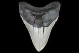 Bargain, Megalodon Tooth - North Carolina #67157-2